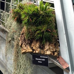 Tillandsia air plants grow in the glass house's stairwells.