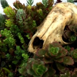 In addition to the spring blooms, there was a bonsai show where many exhibitors showcased bonsai succulents such as the sedum pictured here growing from an animal skull.