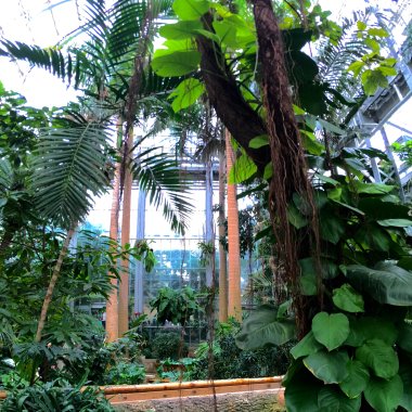 The tropical glass house was filled with tropical trees, flowers, and vines.