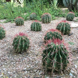 Devil's Tongue barrel cacti grow in fiery lines. Another cactus to add to the plant colony.