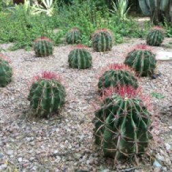 Devil's Tongue barrel cacti grow in fiery lines. Another cactus to add to the plant colony.