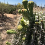Saguaro buds just beginning to bloom. Come June they'll be ripening fruit for the annual harvest.