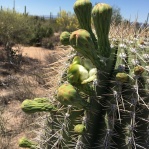 Saguaro buds just beginning to bloom. Come June they'll be ripening fruit for the annual harvest.
