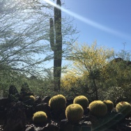 Golden barrel cacti stand in the shadow of the Saguaro.