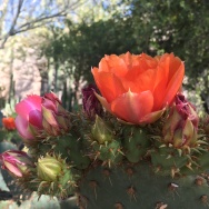 Opuntia flowers come in every fiery color imaginable. I especially like the red and pink ones.