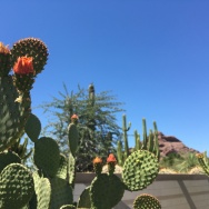 Opuntia buds in the sunshine. In the back is a boojum treen and one of the sandstone buttes of Papago Park.
