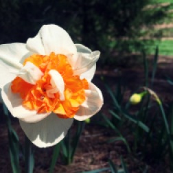 A double daffodil in bloom along the path towards the Burr Terrace Garden.