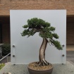 One of many perfect bonsai.