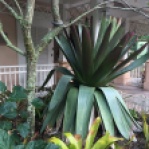 The goliath 6 foot tall bromeliad stopped me dead in my tracks.