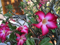 Close up of the potted desert rose at the Heron House.
