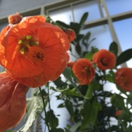 Abutilon orange in all its glory. I thought it looked a lot like a Chinese paper lantern.