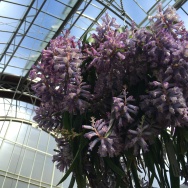 Lachenalia Rupert hanging from the ceiling. These are bulb flowers grown in the Mediterranean.