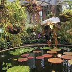 The heated green house was home to a water lily pond. The lamp hovering over it is a heating lamp.