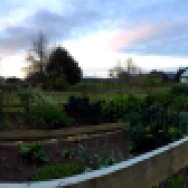 Hunua Homestead has a beautiful home garden in addition to chickens, cows, and pigs you can visit with.